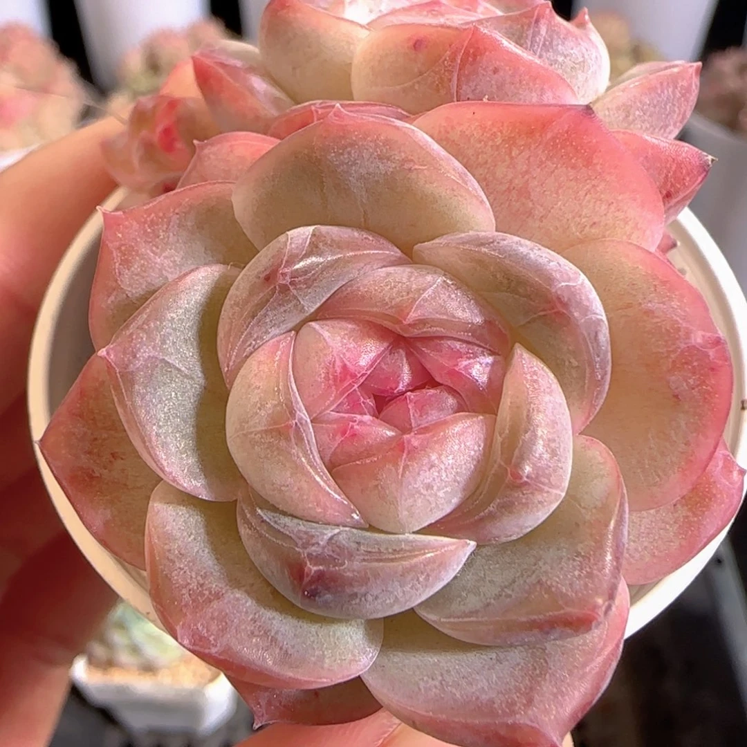 多肉0104-139糖心双头