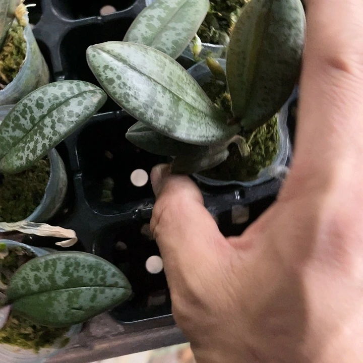 当前无花栽培后可以开花678西雷利1.7