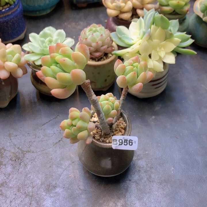 一物一拍含盆土满38包邮B956