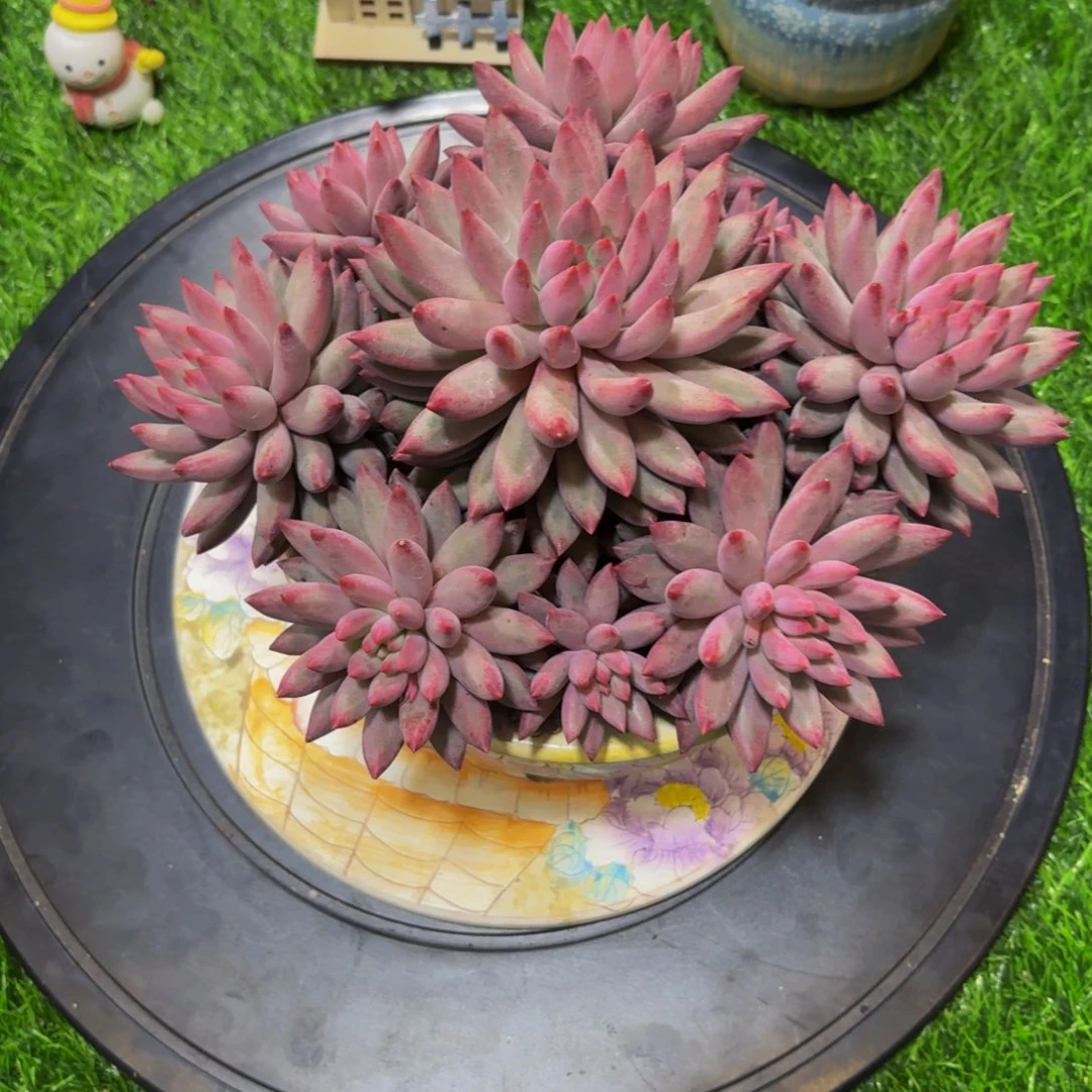 虞美人多肉美美哒