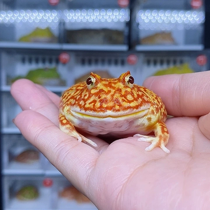 特价秒杀特价原价