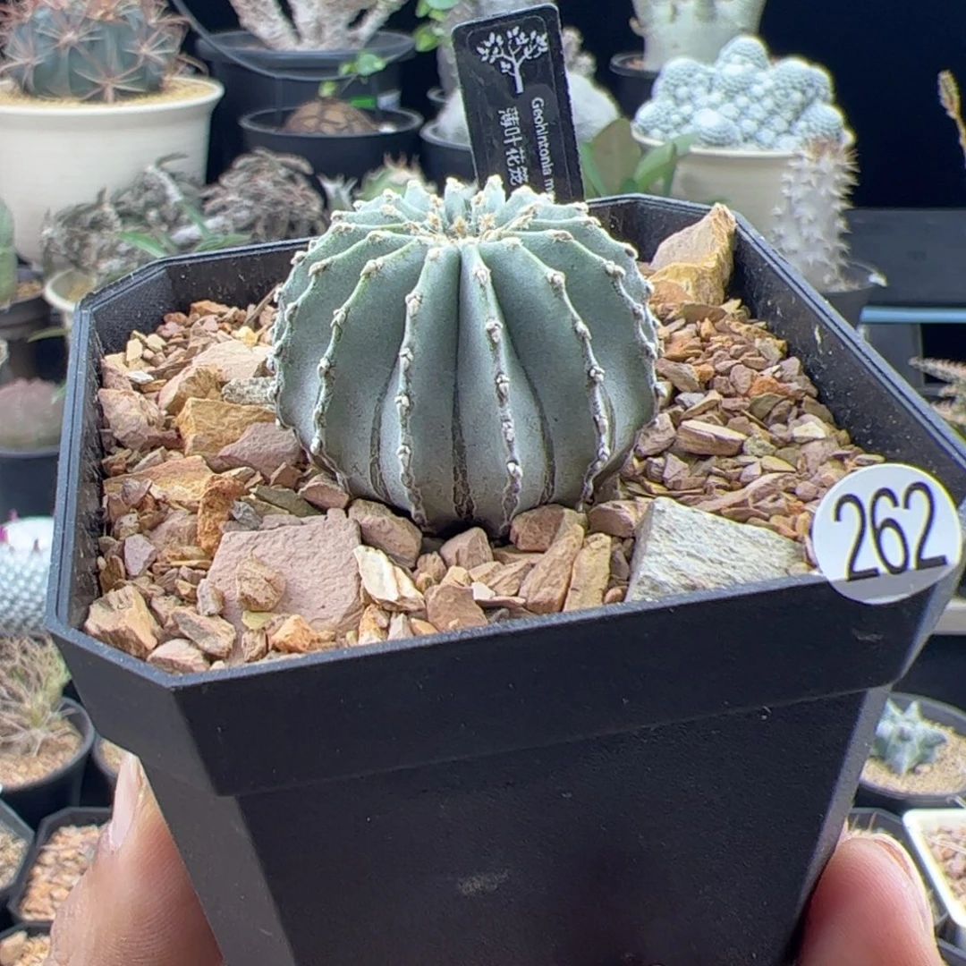 薄叶花笼一物一拍262