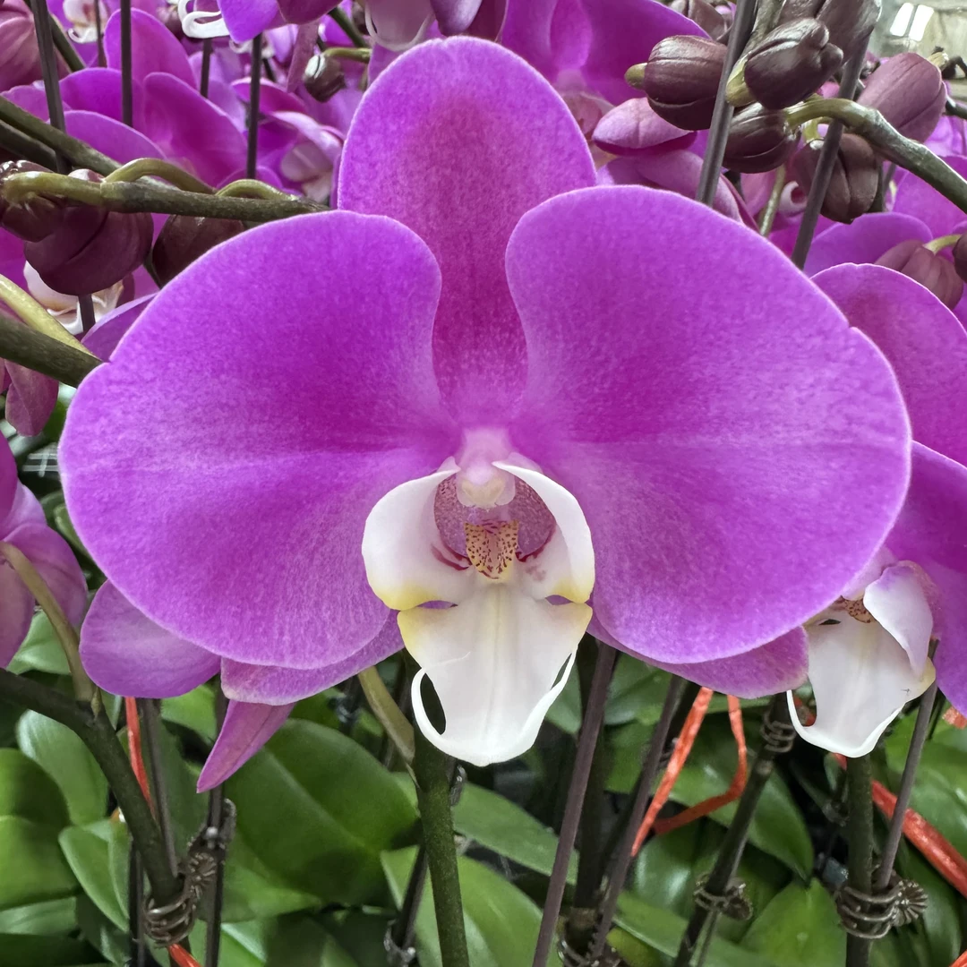 兰博花卉【素心】带花带花苞