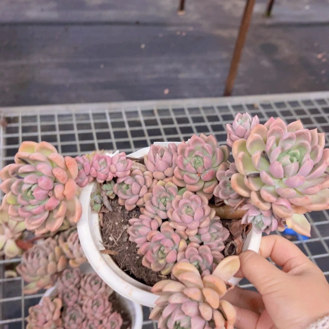 油漆桶整装，180杯