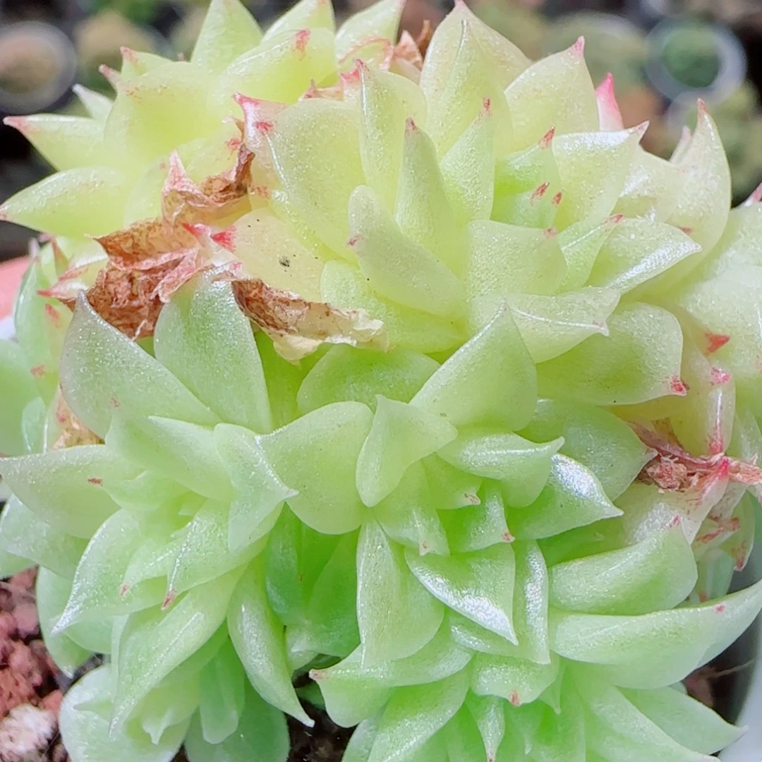 花语逸镜1021-159麦秆散