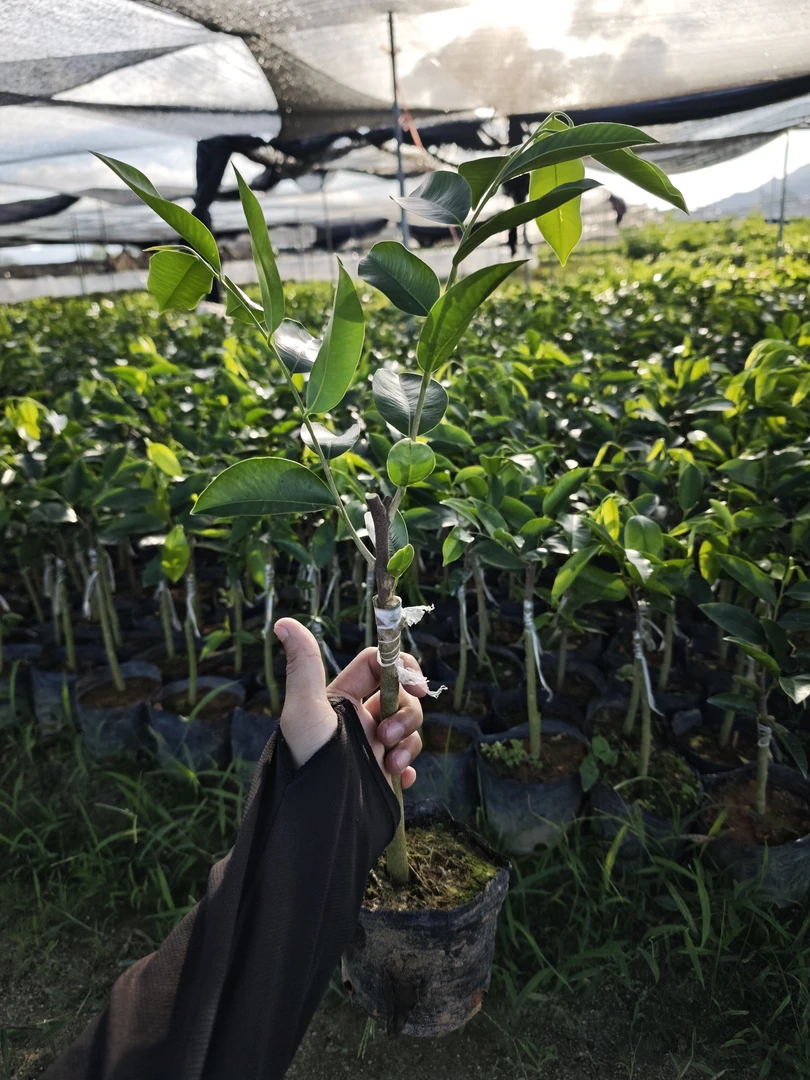 【罗门黑棋】品种正品正区正宗嫁接老母树棋楠沉香树苗