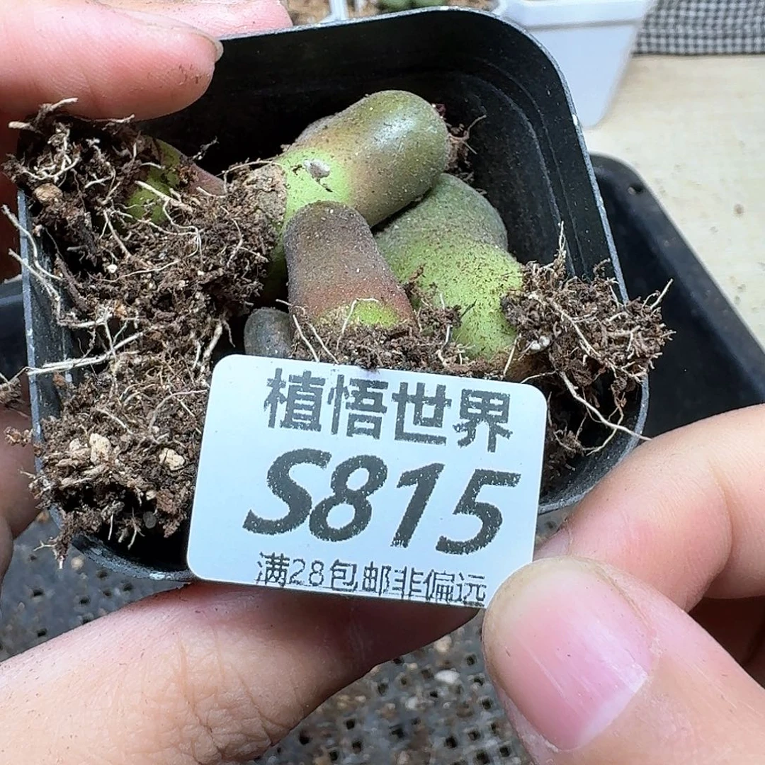 多肉植物的润泽fhb