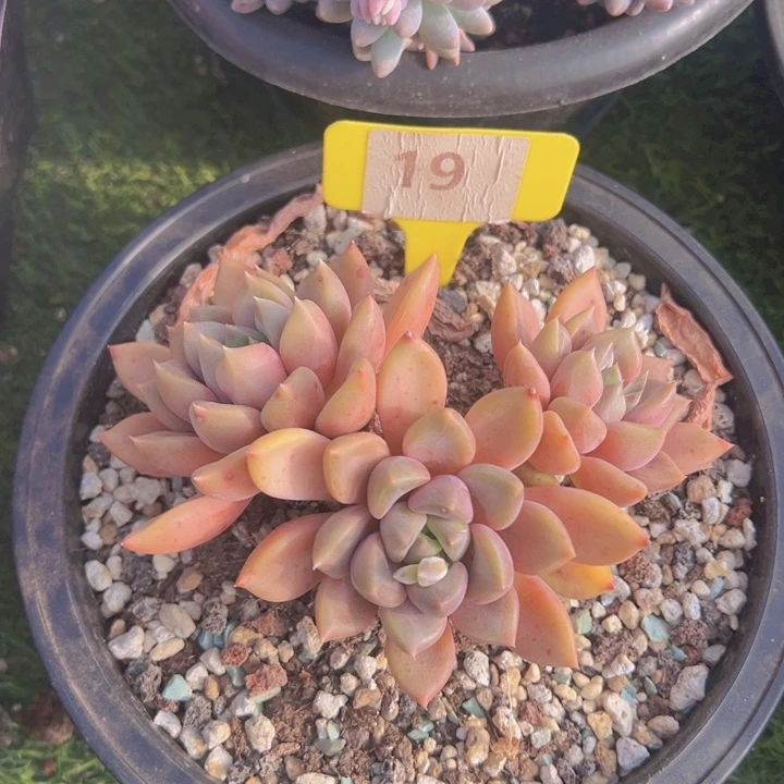 健健康康平平安安