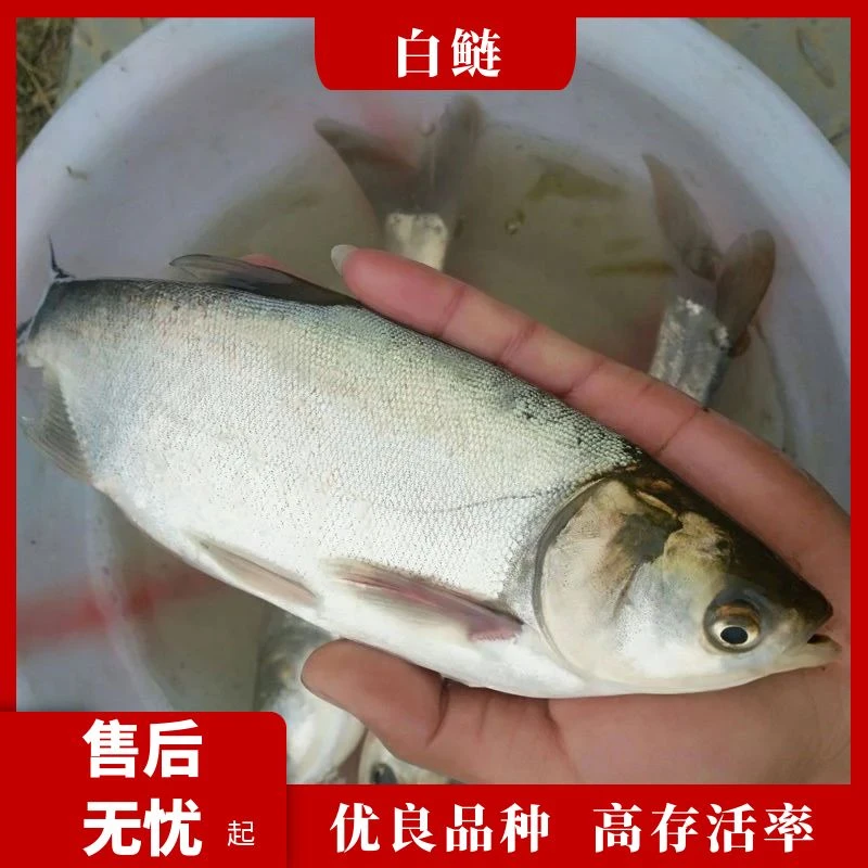 白鲢跳鲢水鲢鱼苗 宠物观赏鱼 水族活体 四大家鱼 批发包邮包活