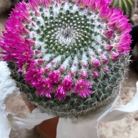 余温仙人球9米仙人球