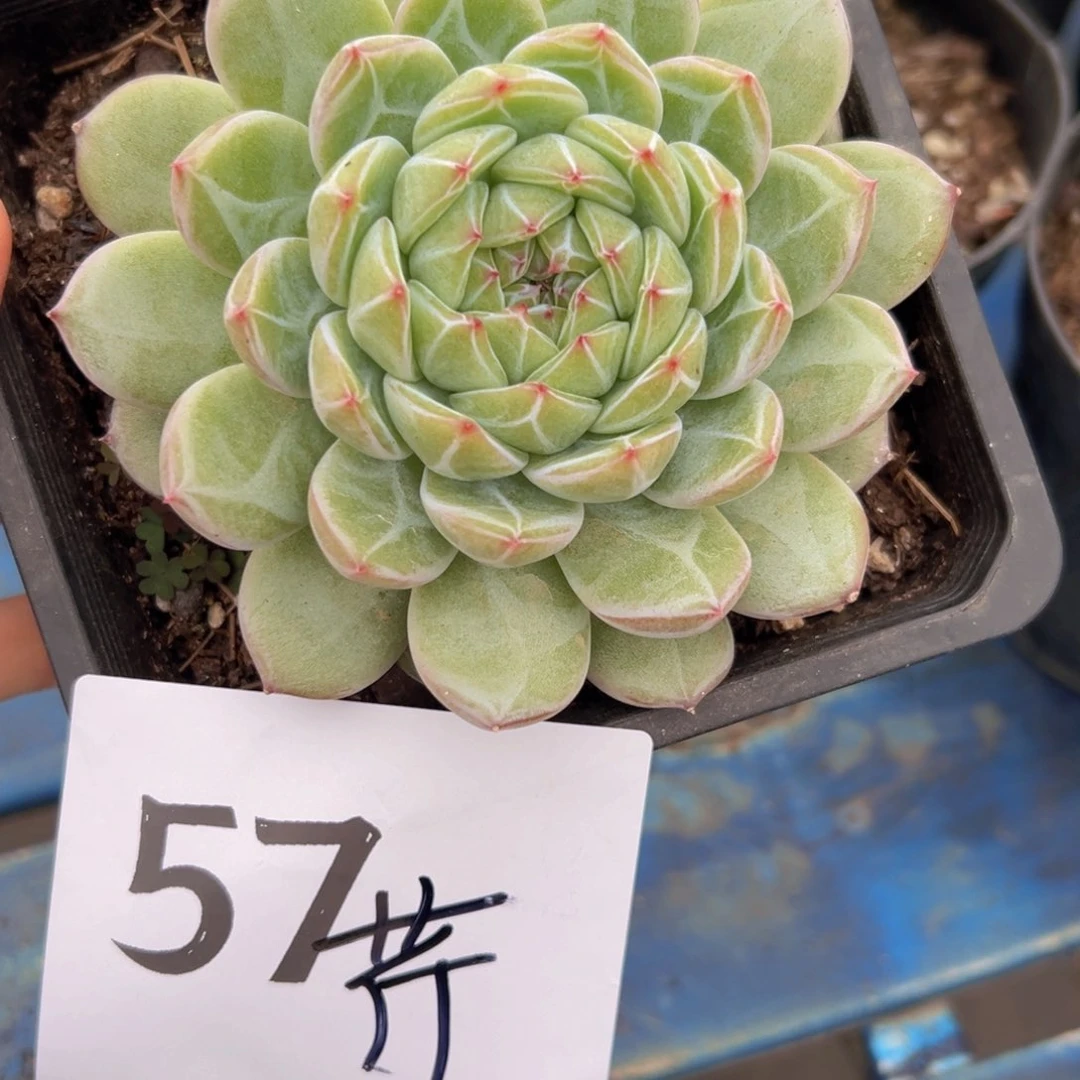芹*57、还是很喜欢唇红齿白