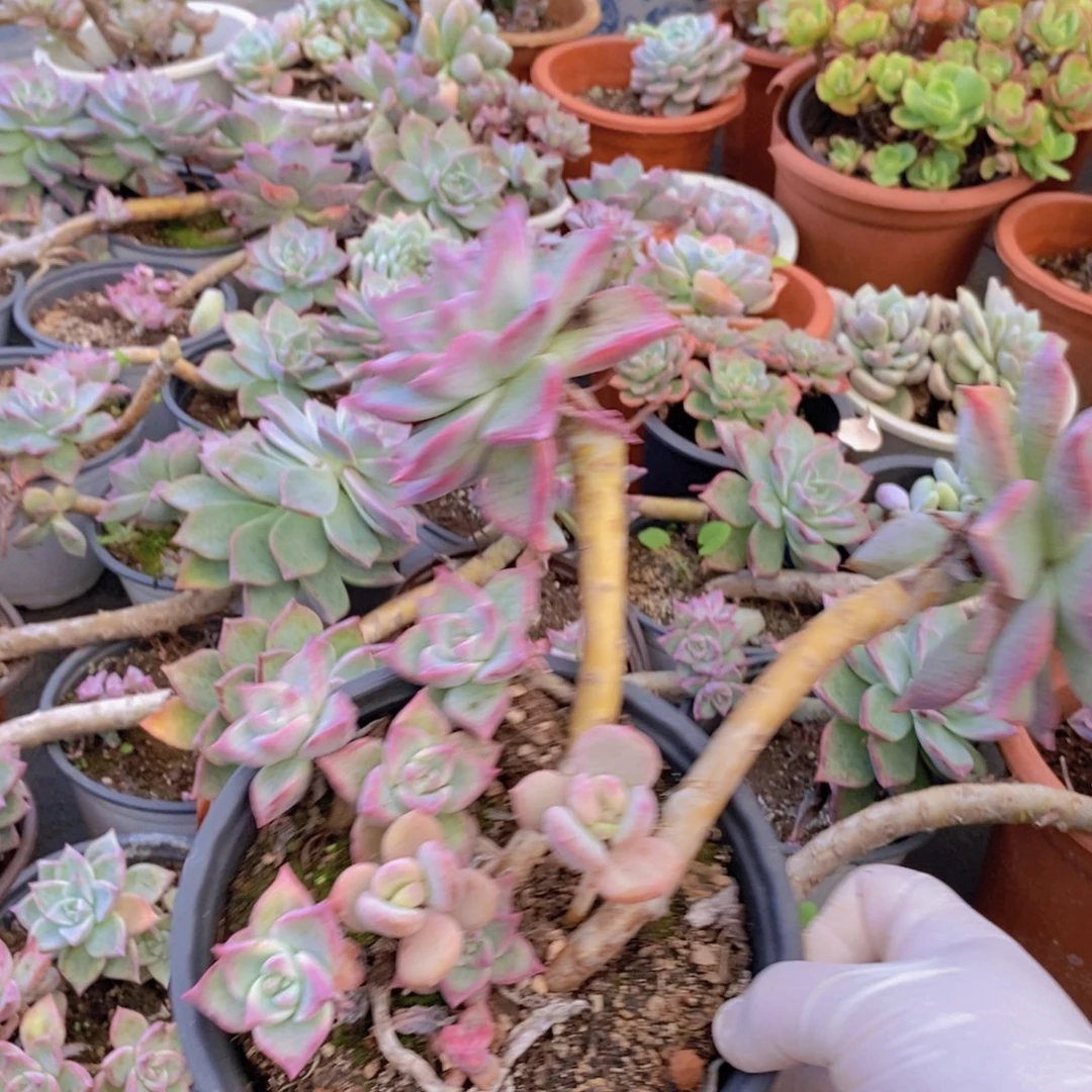 0427宾月老桩一物一拍