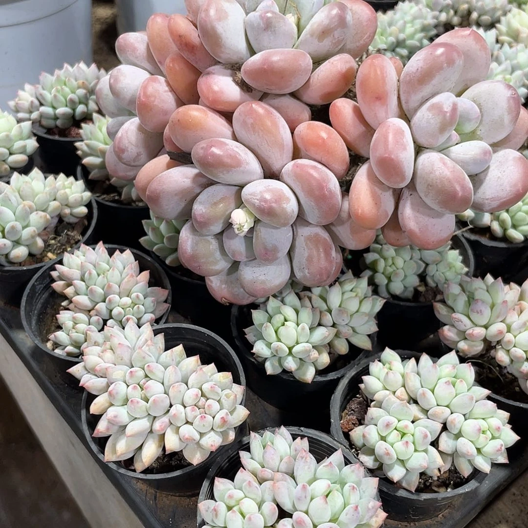 葡***你香水老庄群生定向一颗