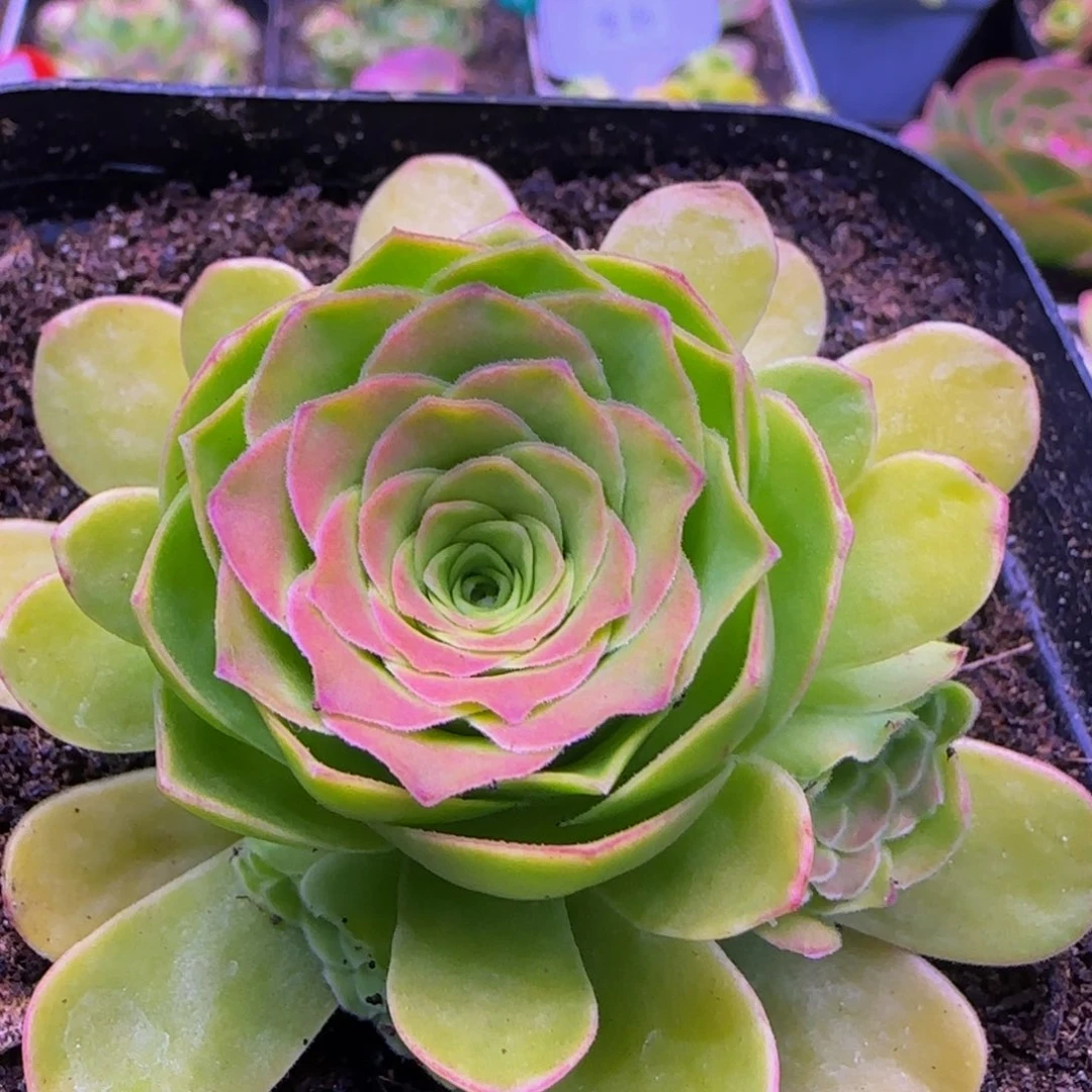 凤求凰143567686857242424