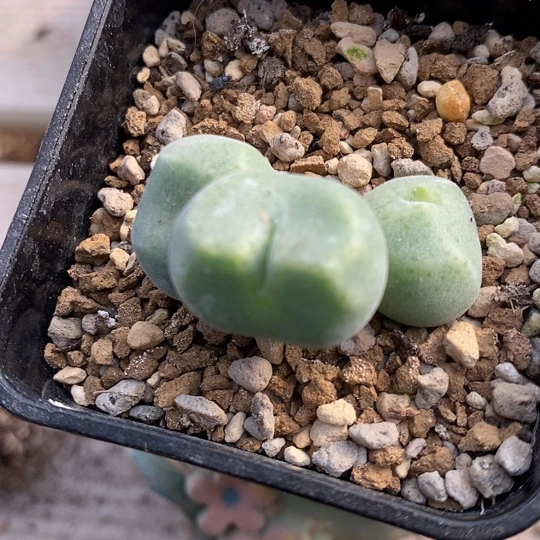 2460鬼脸绿豆糕一颗。