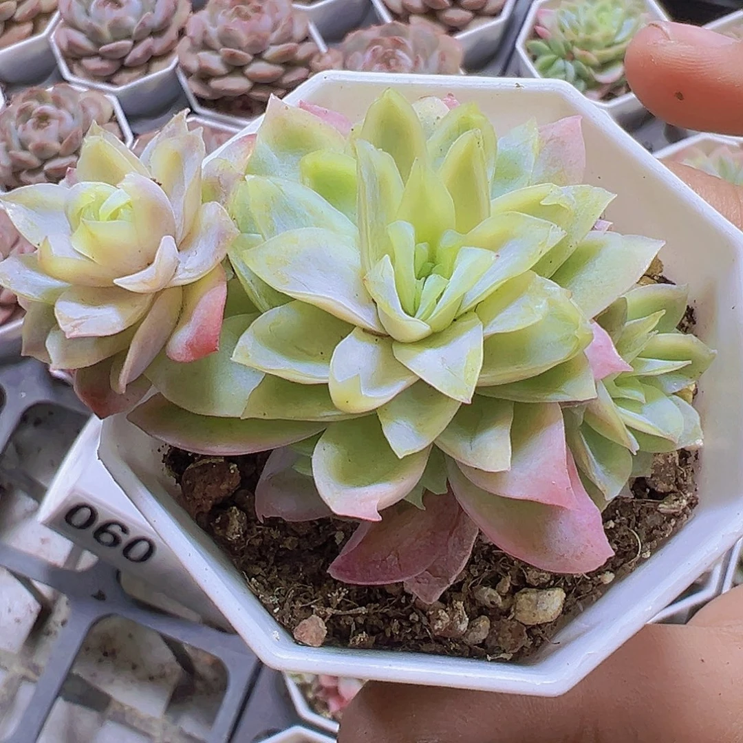 冰片锦19包油多肉植物