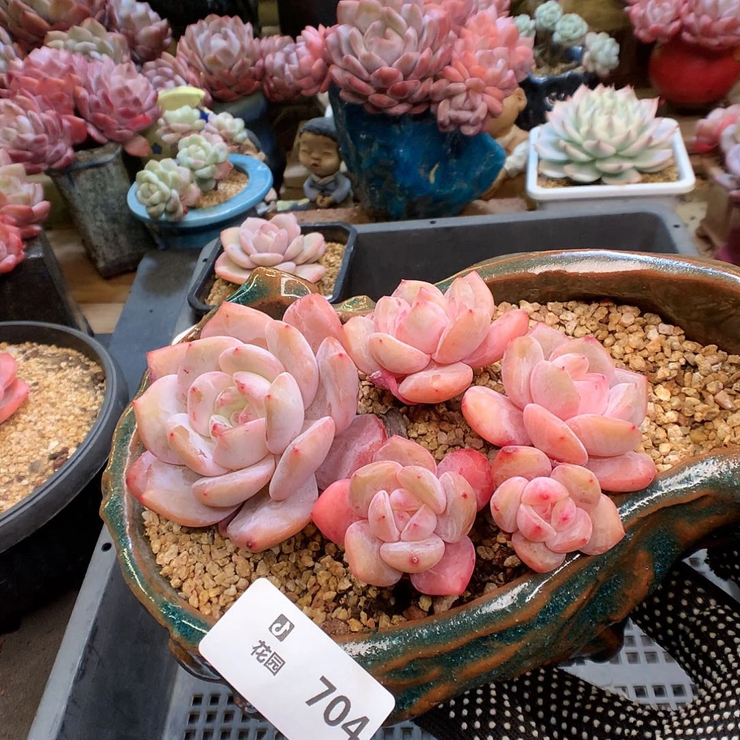 704雪天使多肉植物66666