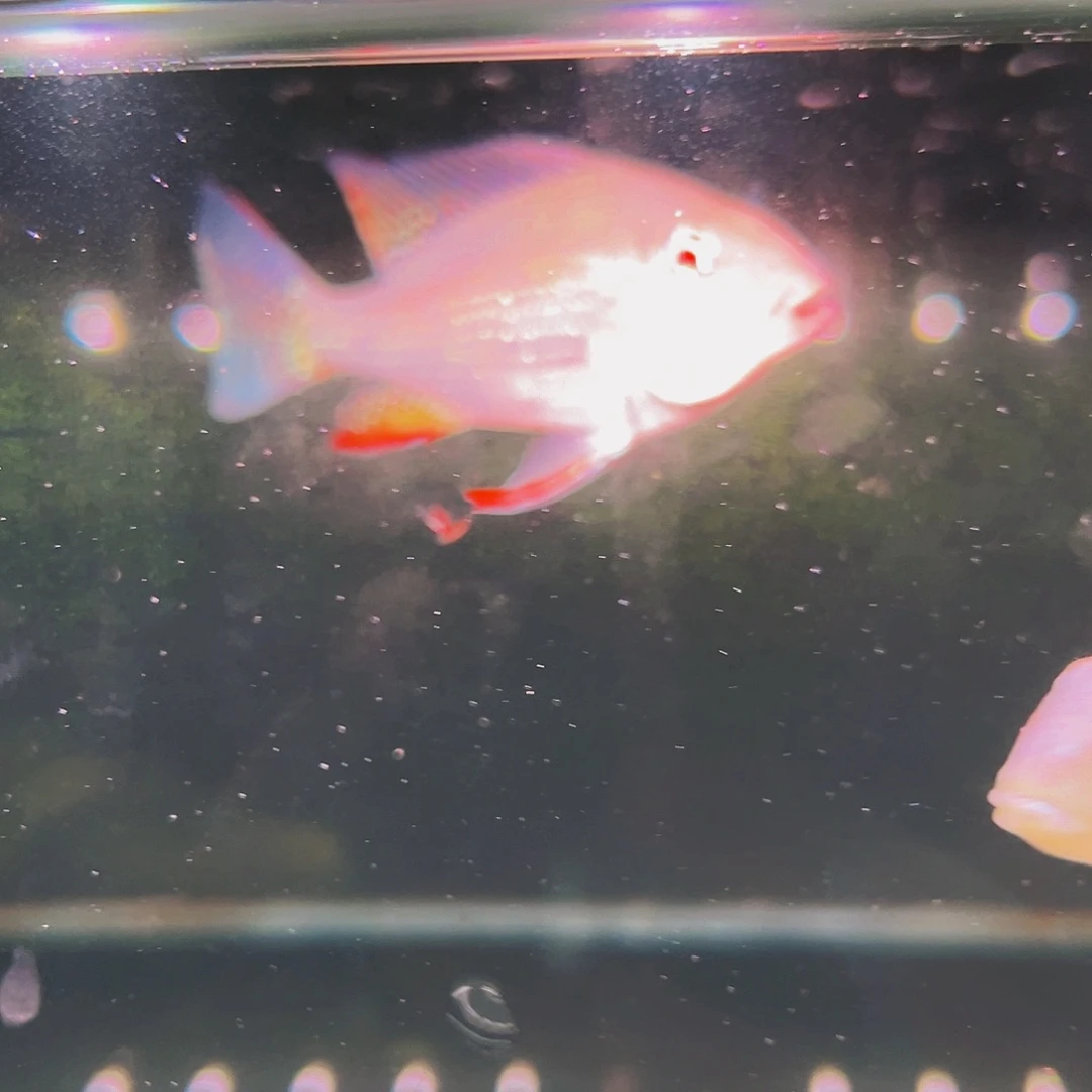 工具鱼白子关刀9厘米4条