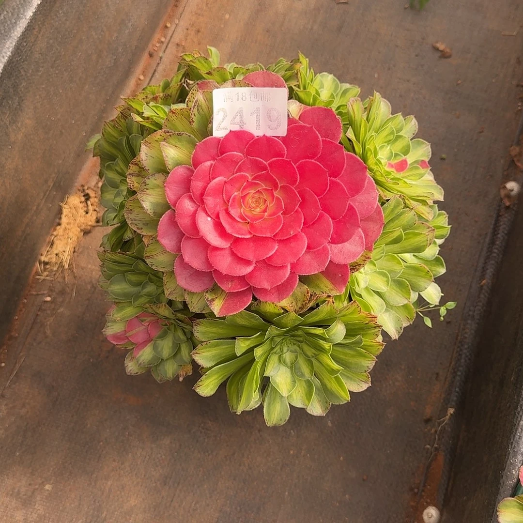 419 知否法师多肉植物带根