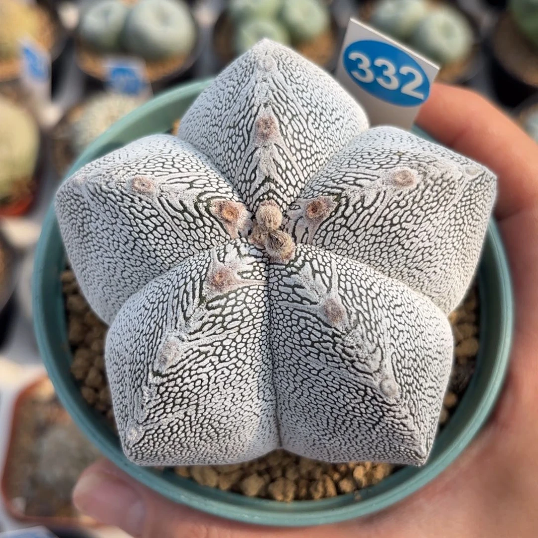 332实生日系矮脚恩冢鸾凤玉带盆