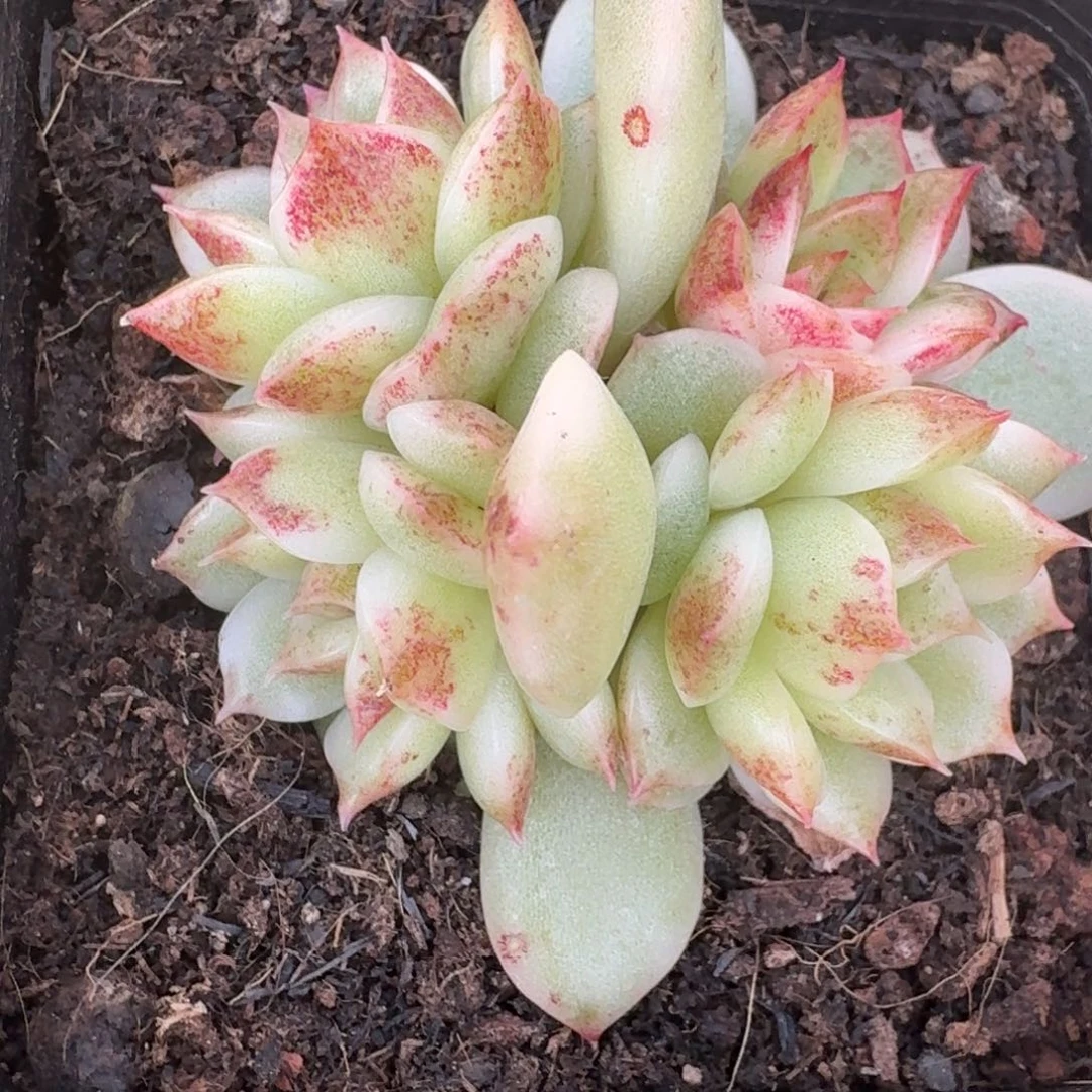 黑水晶底座一物一拍