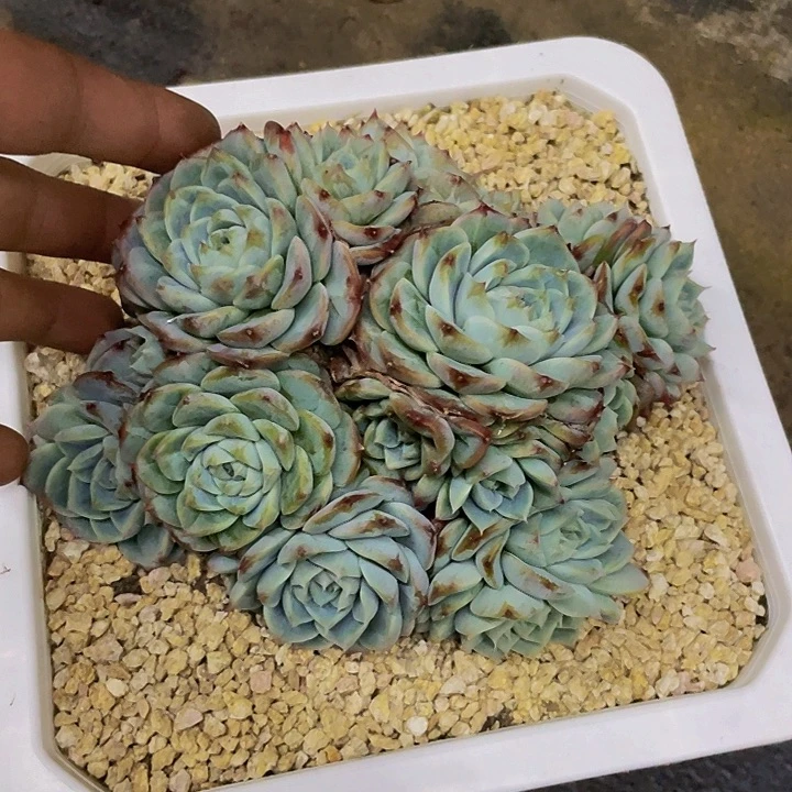 天鹅绒一物一拍哦哦
