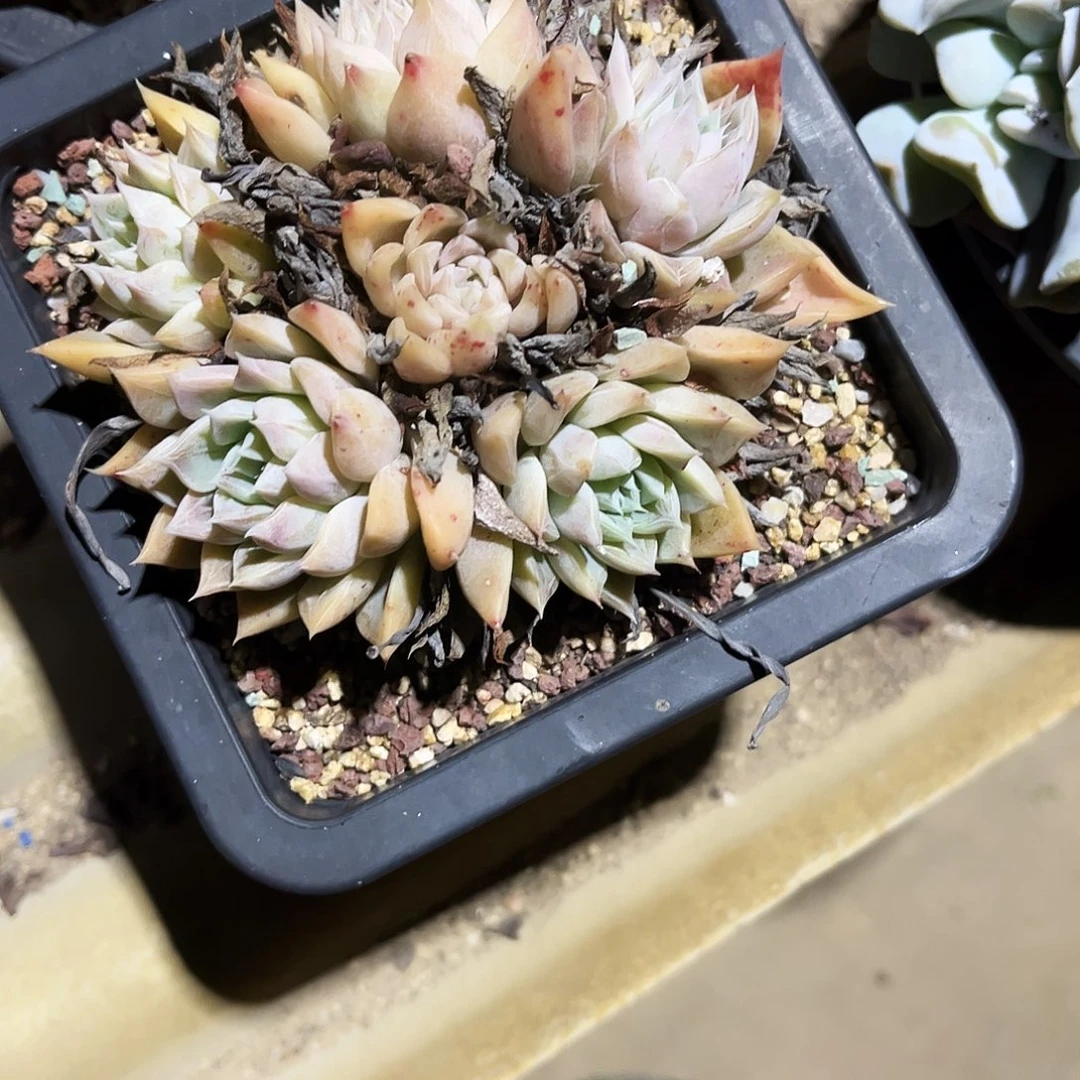 醉176多肉植物提取萃取剂中