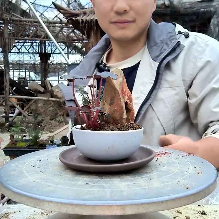 用****5小盆景小植物一物一拍132