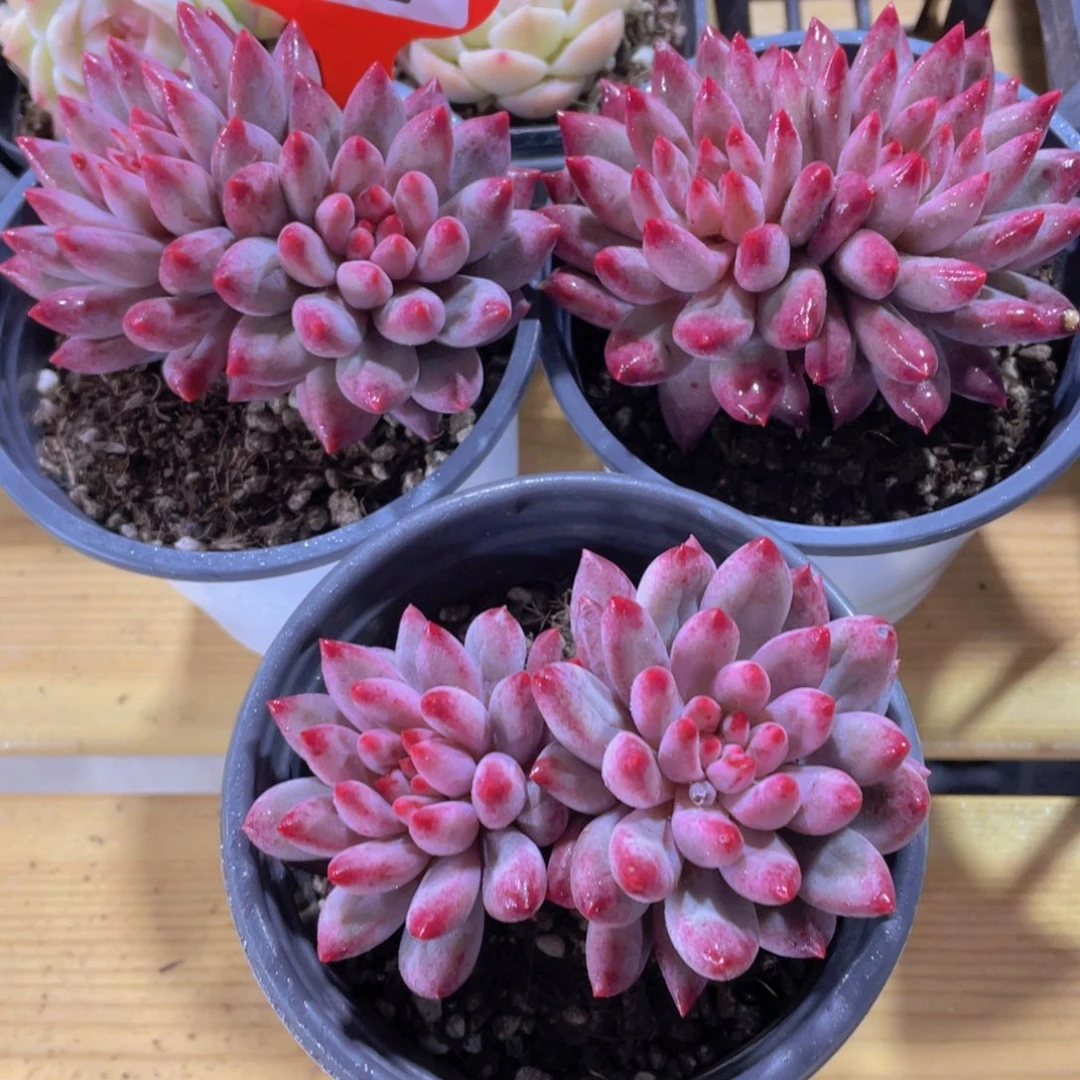 1434号 飘枝全状态虞美人一颗