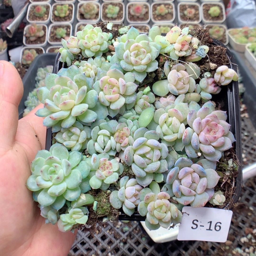 无花朵S16英语英语