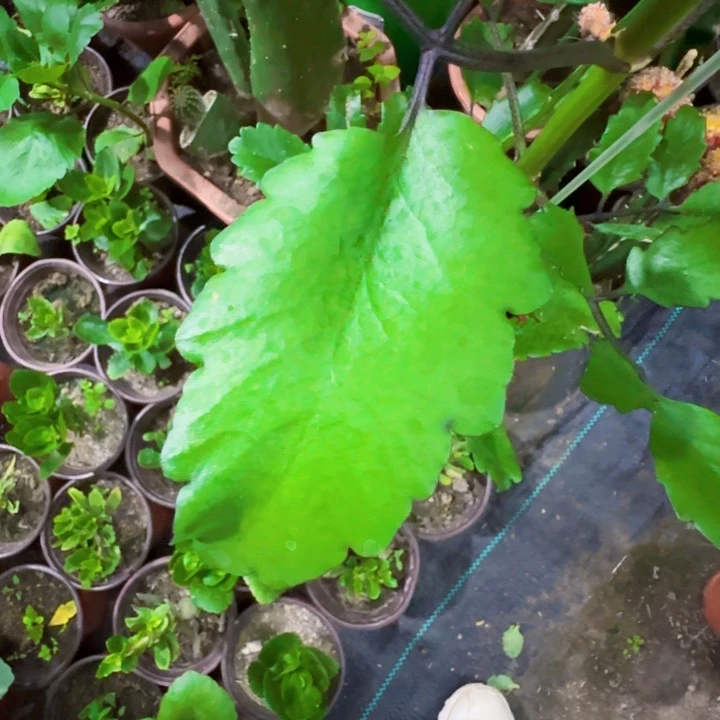 青****无花朵大宫灯一个叶片