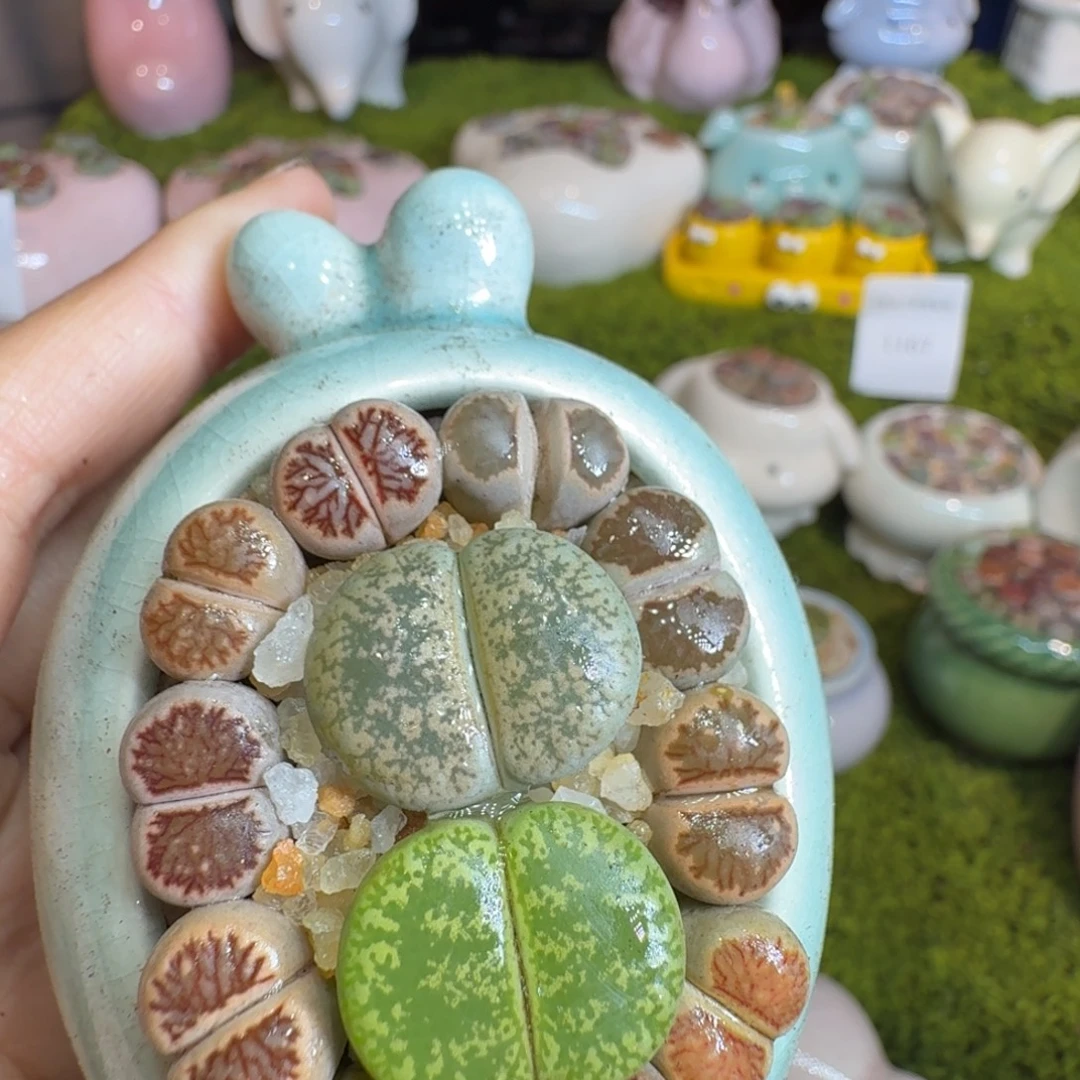 随****多肉植物福利冲冲