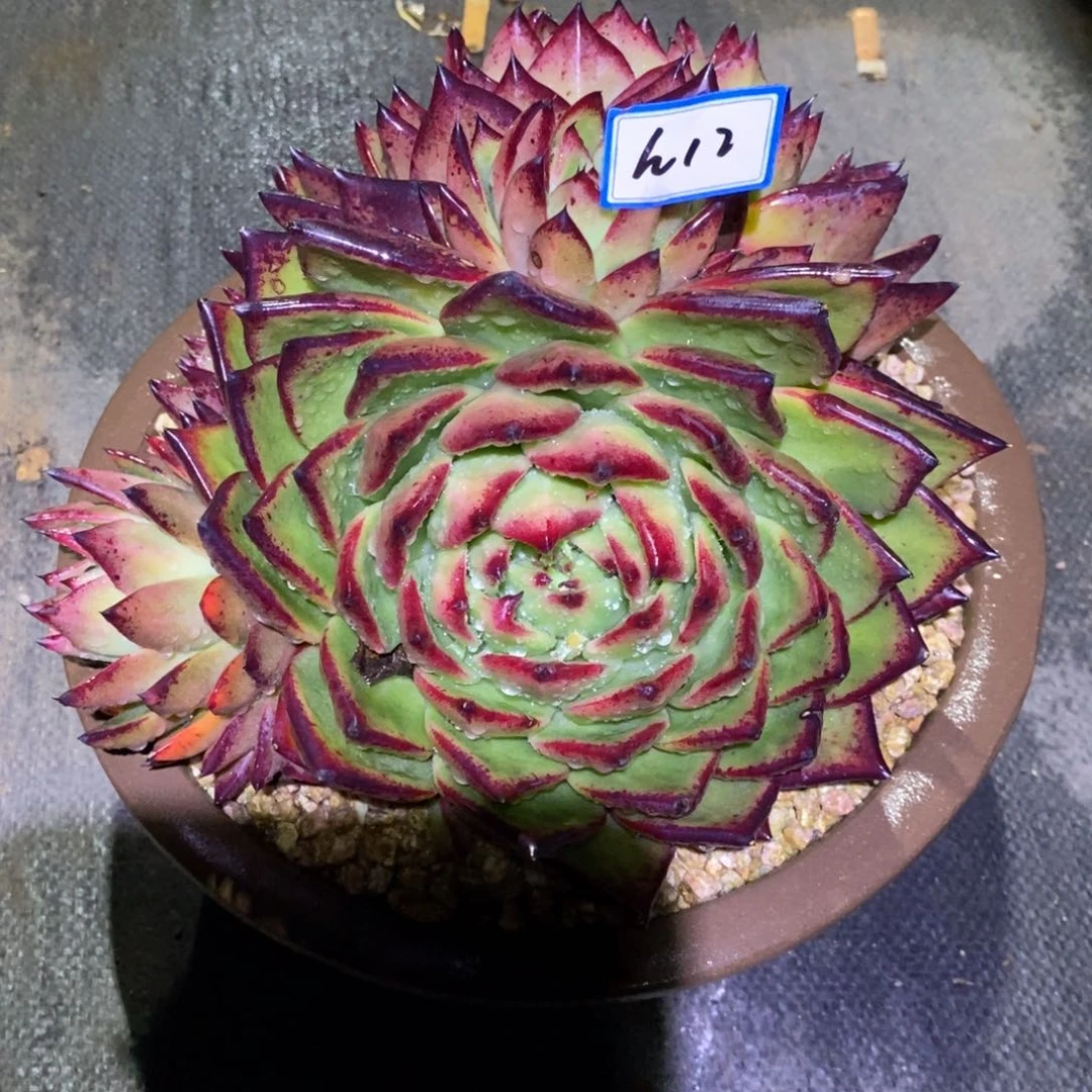 S****语福利凤凰包子群h12