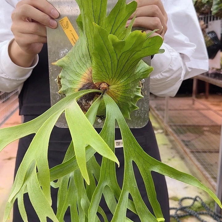 无花朵wanna橘牌侏儒菲律宾皇冠