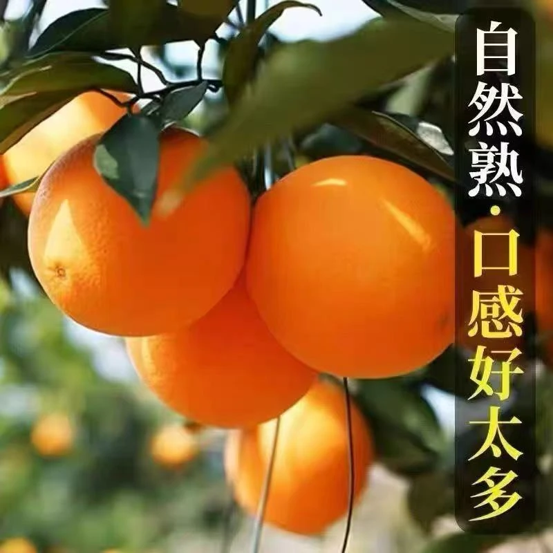 正宗湖北宜昌纽荷尔脐橙应季新鲜水果橙子当季鲜橙香甜多汁现摘