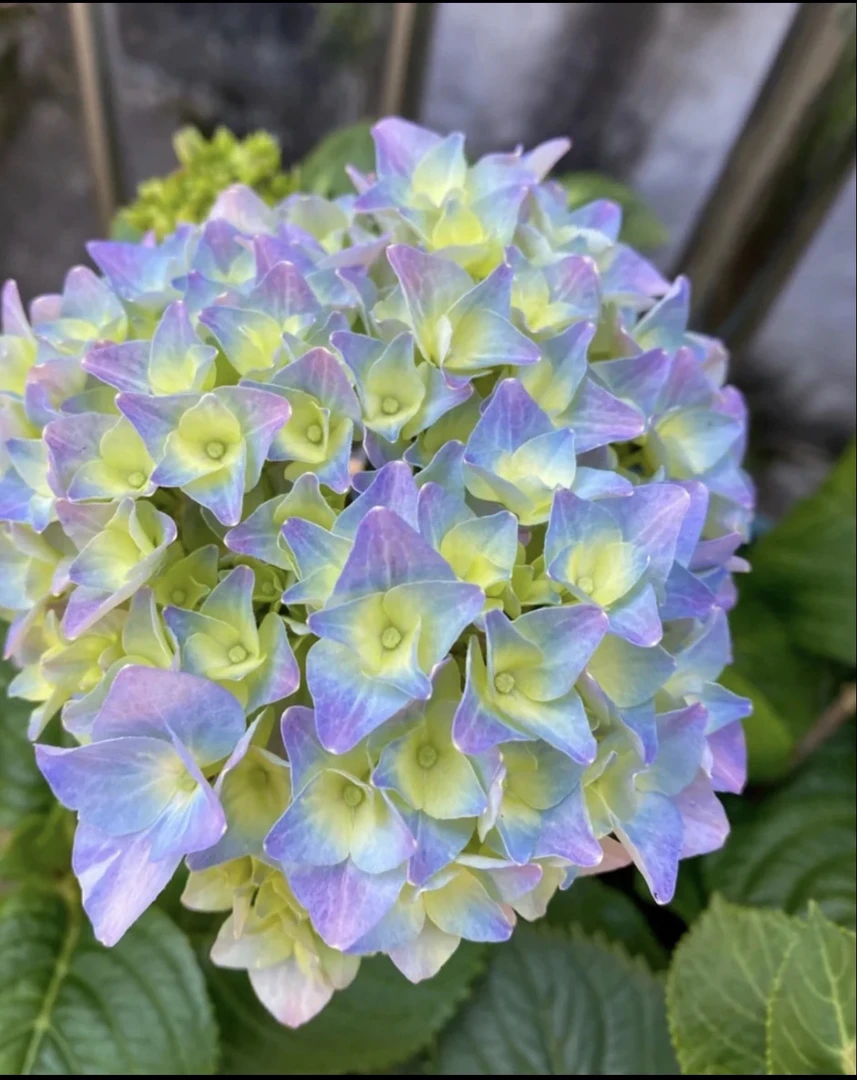 A《15.8》直播间一物一拍专属链接，绣球