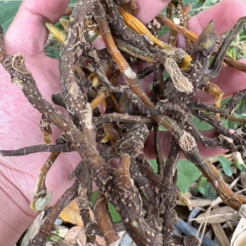 【彭彭现収山货】野-玉-竹-500g-1000g食用农产品