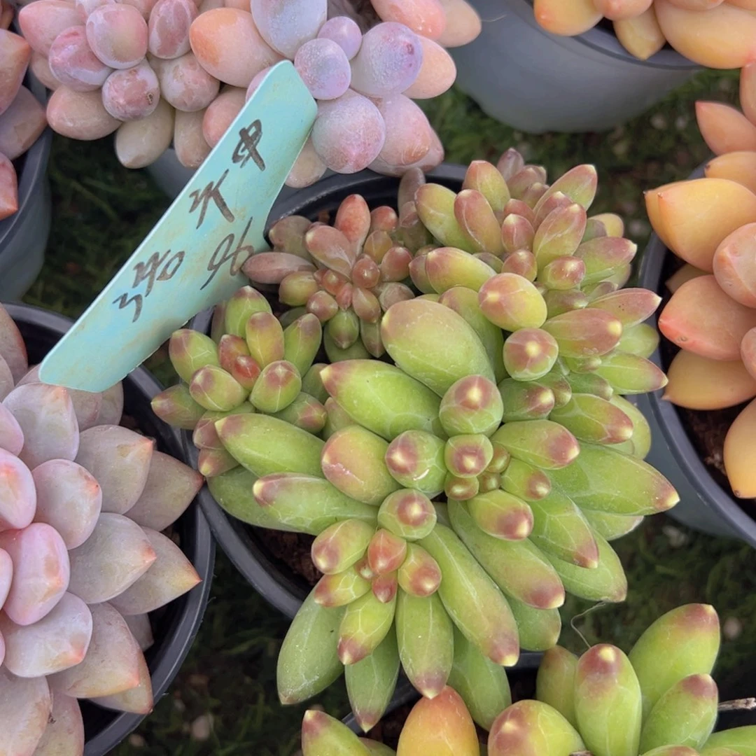 香玉的故事是一个人的故事吗