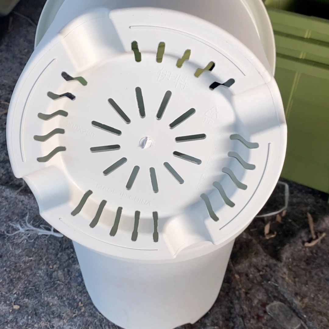 6个29口奶白无托伊特（29×25）