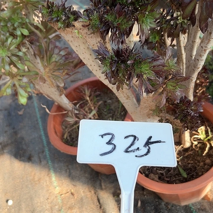 多肉植物组合2个不售后