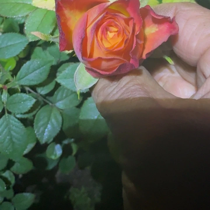 无花朵阿普里科拉裸根