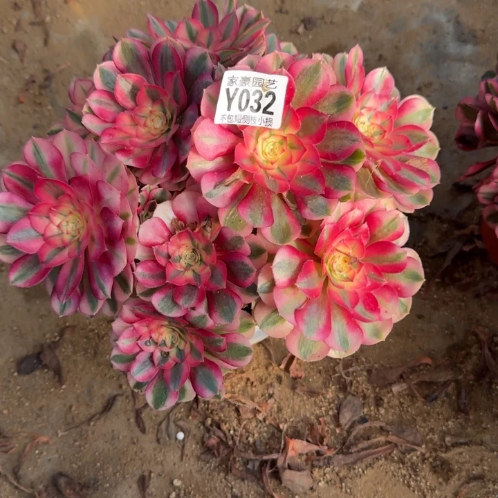 032倾城官服25左右2