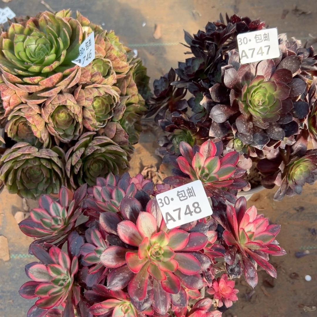 3颗多肉不包断枝