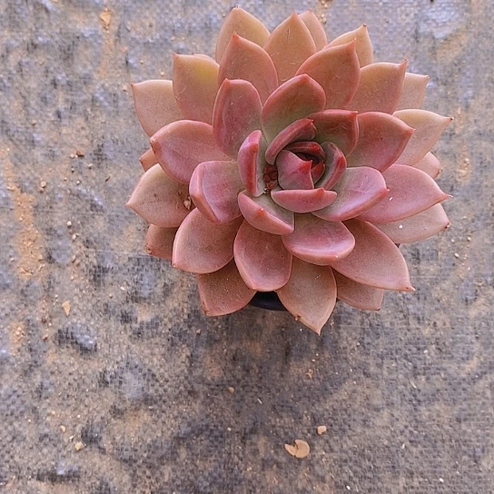 无花朵红*?红糖卡多肉植物