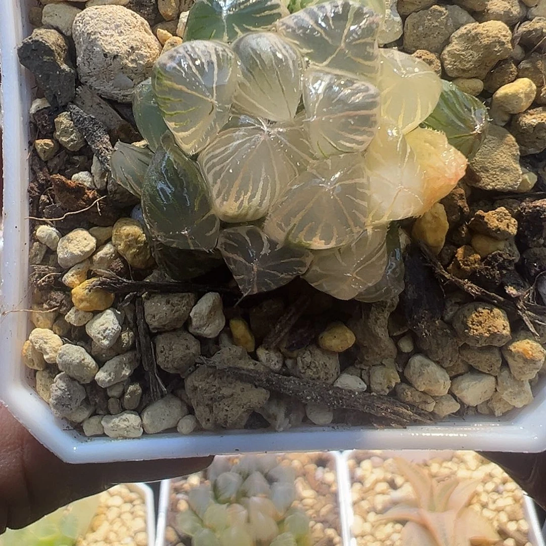 糊斑蓝镜特选福利