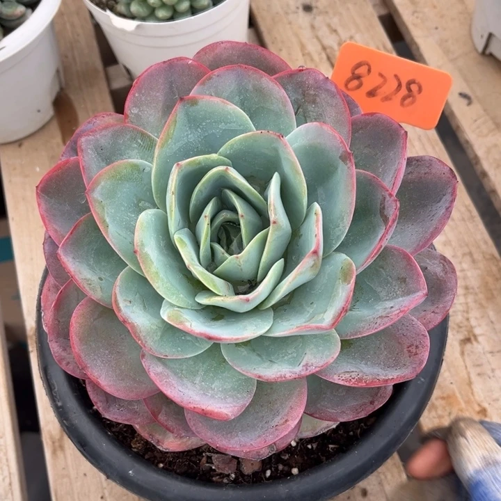 布鲁兰多肉植物8228