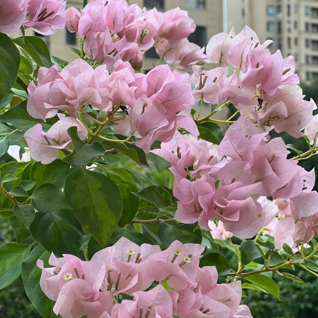 三角梅-----暗斑丽人