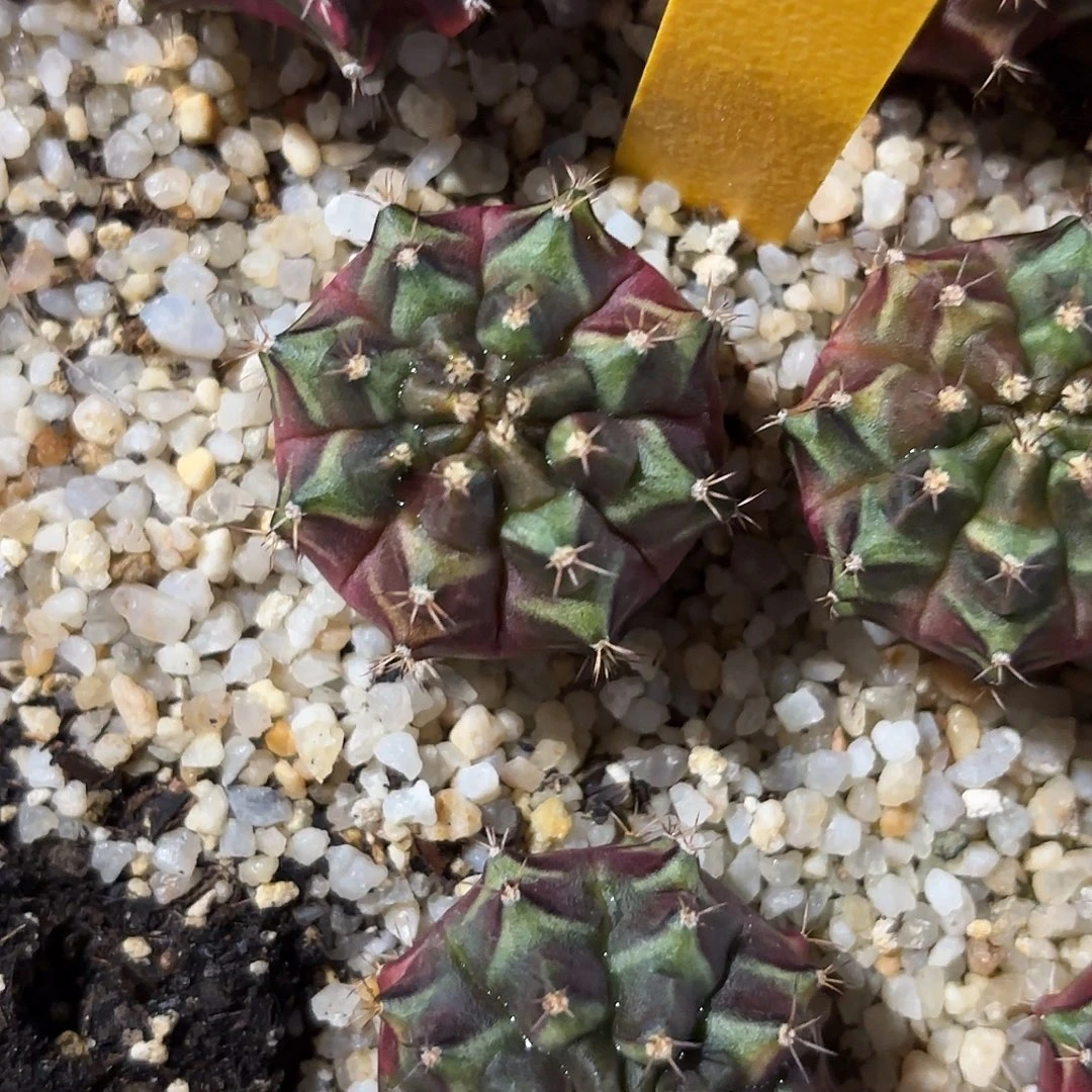 大***子55-1118泰国发货多肉