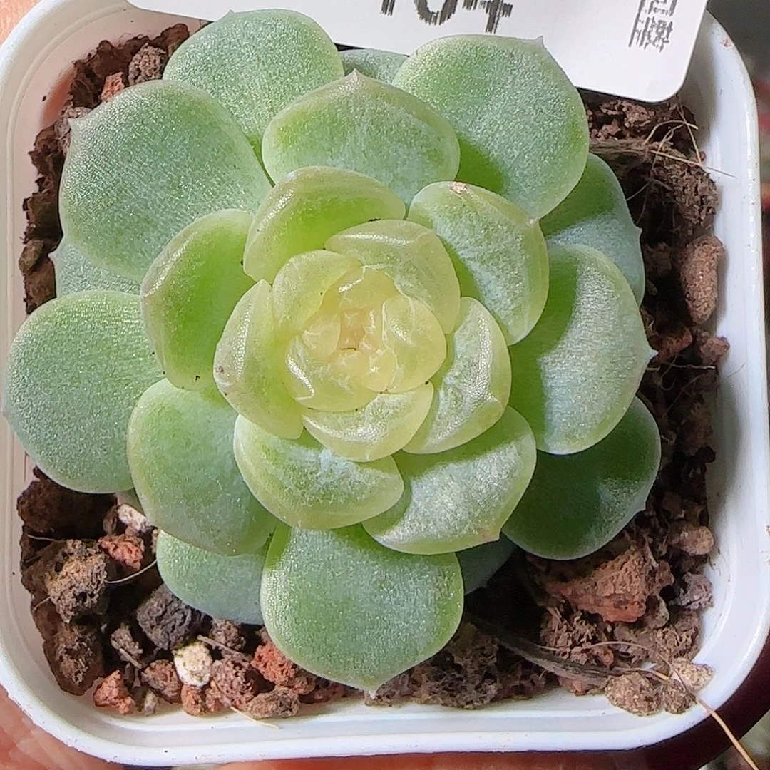 1119-464无尽灯一物一拍