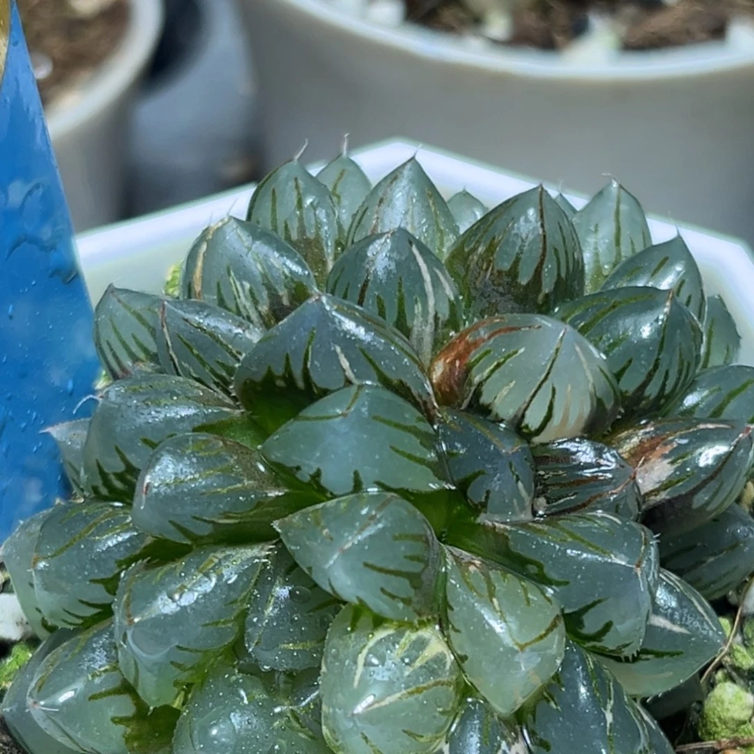 恭喜发财大吉大利0117